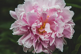 Close-up of a blooming pink peony flower
