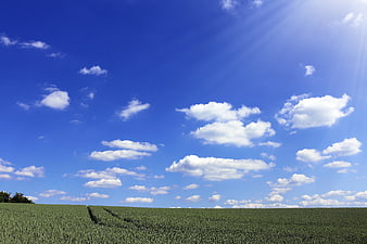 Vibrant Green Wheat Field Under Blue Sky with White Clouds