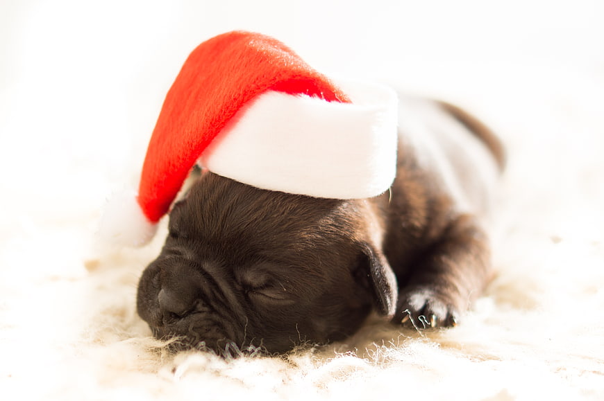 Sleeping black puppy wearing a Santa hat on white fur