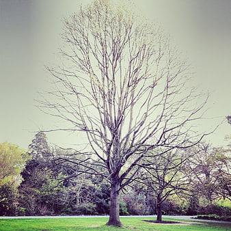 Bare Tree in Green Park with Vintage Filter