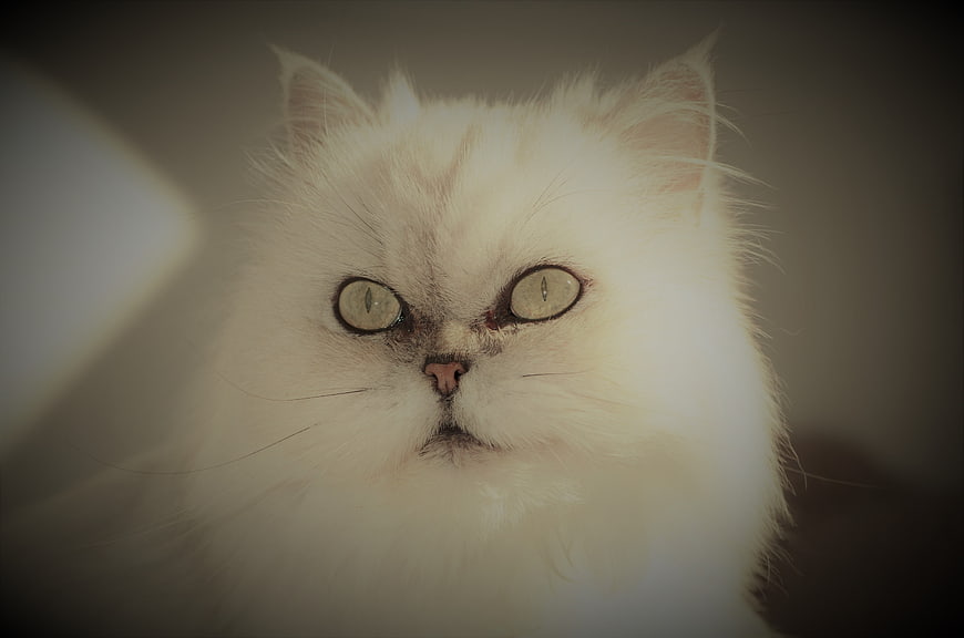 Close-up portrait of a fluffy white Persian cat with intense eyes
