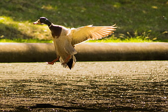Male Mallard Duck Flying Low Over Sparkling Water
