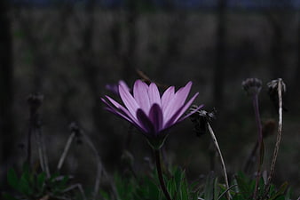 Purple Aster Flower in Dark Moody Garden Setting