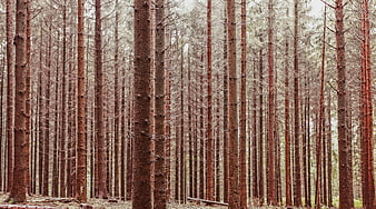 Dense Forest of Tall Pine Trees with Vertical Trunks