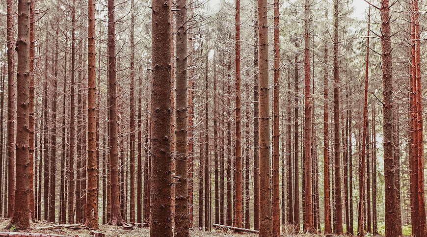 Dense Forest of Tall Pine Trees with Vertical Trunks