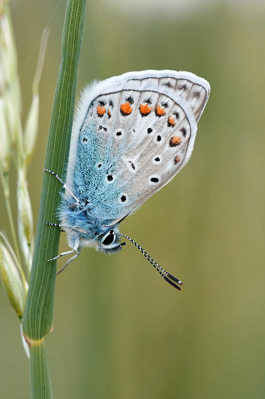 Close-Up of Common Blue Butterfly on Green Stem