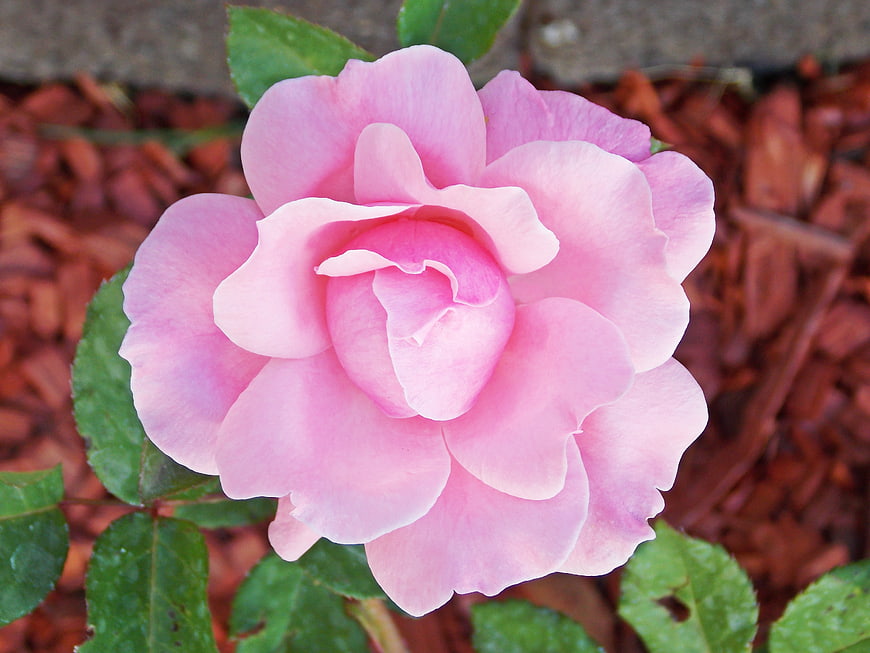 Close-up of a blooming pink camellia flower on mulch
