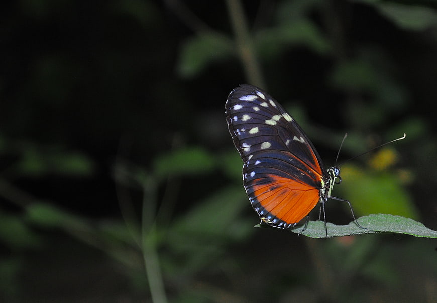 Vibrant orange and black butterfly resting on a green leaf