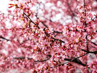 Close-up of pink cherry blossom branches in spring