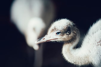 Close-up of a fluffy baby ostrich chick with blue eyes