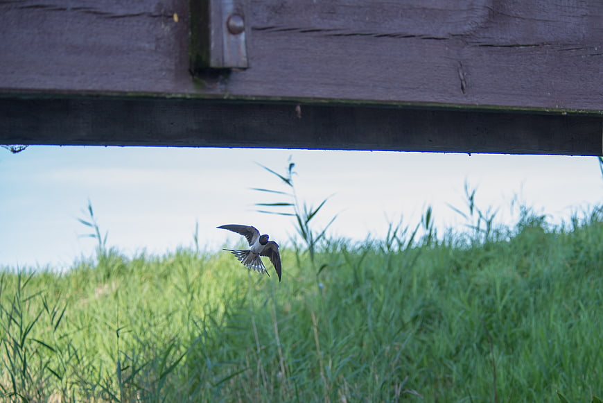Swallow bird flying under wooden bridge over green grass