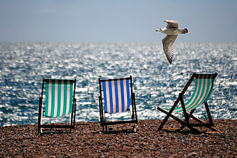 Three striped deck chairs on a pebble beach with a flying seagull