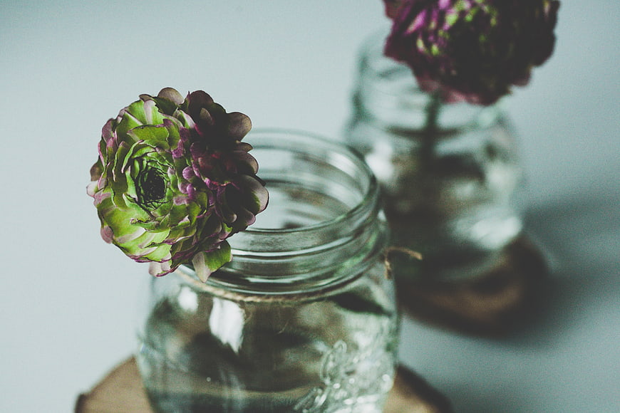 Green and purple ranunculus flower in glass jar