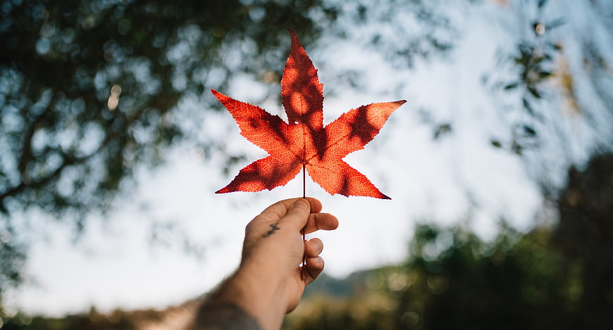 Hand holding vibrant red maple leaf against blurred nature background
