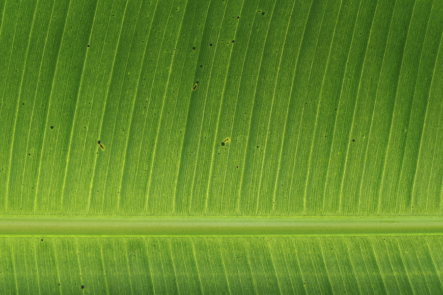 Close-up texture of vibrant green banana leaf veins