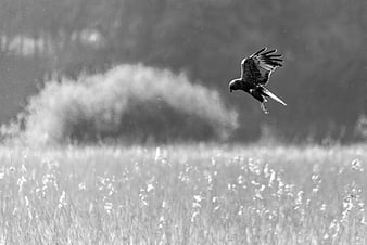 Black and white hawk flying over grassy field