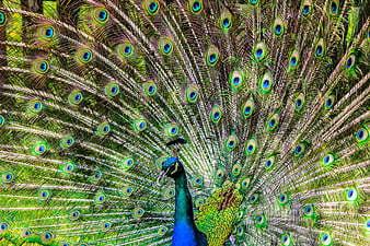 Male Peacock Displaying Vibrant Blue and Green Tail Feathers