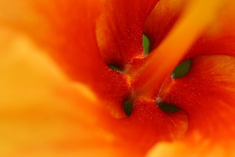 Macro Abstract Orange Flower Petal Texture Close Up