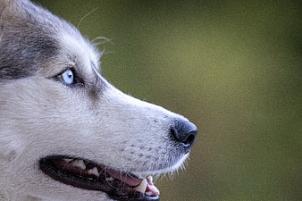 Close-up profile of a Siberian Husky with piercing blue eyes