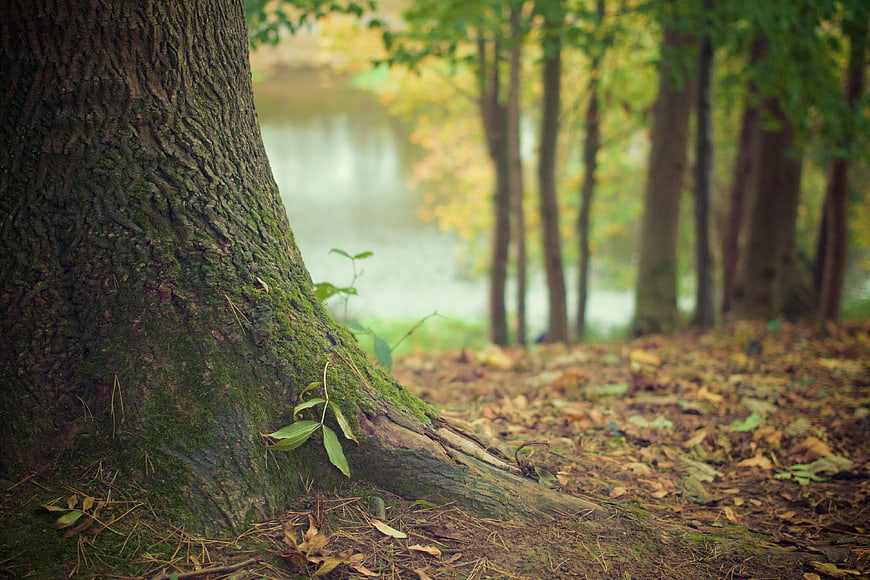Mossy Tree Trunk in Autumn Forest by Lake