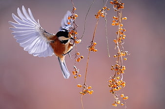 Eurasian Bullfinch Hovering to Eat Orange Berries