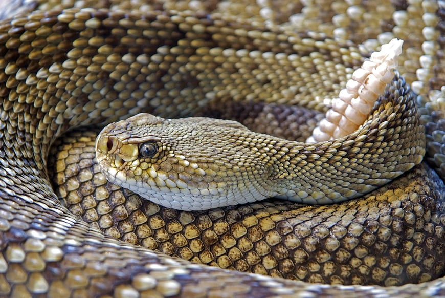 Close-up of coiled Diamondback rattlesnake with raised rattle