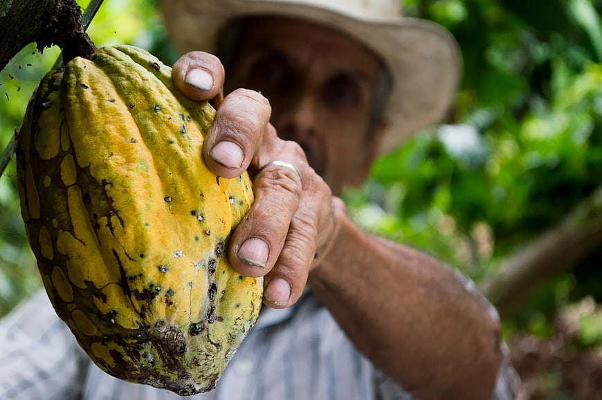 Farmer Harvesting Yellow Cocoa Pod in Tropical Plantation
