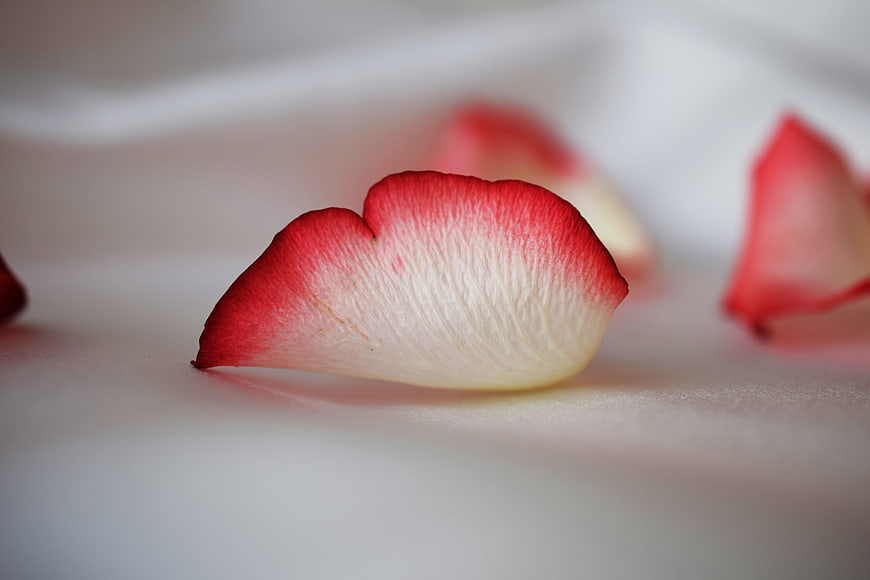Close-up of Red and White Rose Petal on White Background