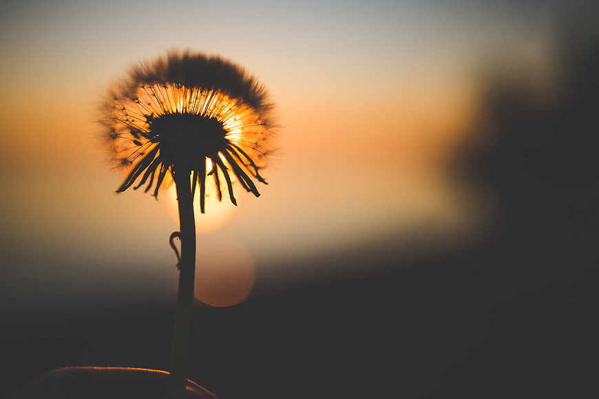 Silhouette of Dandelion Seed Head Against Golden Sunset