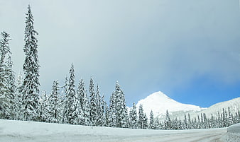 Snowy Mountain Road with Pine Trees and Blue Sky