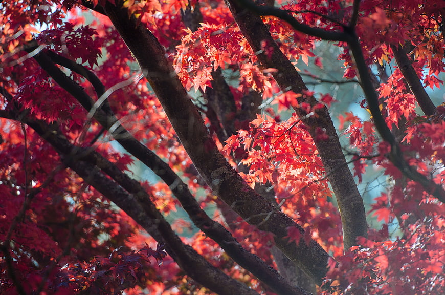 Vibrant Red Autumn Maple Leaves on Dark Branches