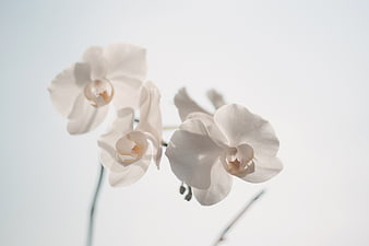 Elegant White Orchid Flowers on Minimalist Background