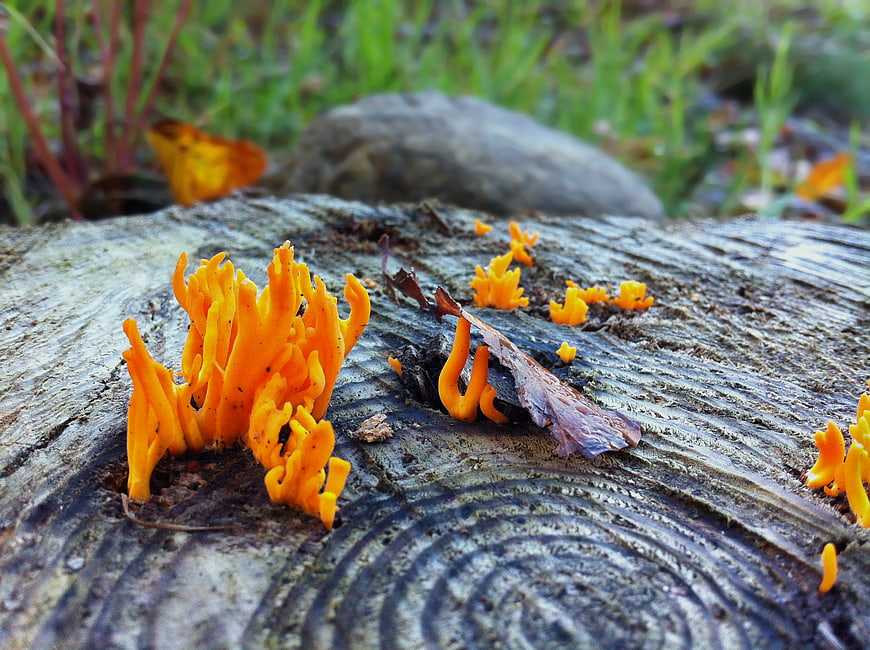 Bright Orange Coral Fungi Growing on Weathered Tree Stump