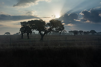 Dramatic Sunrise Over Rural Oak Tree Landscape