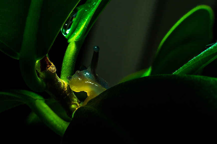 Macro shot of a translucent slug on a green plant stem