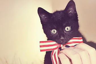 Cute black kitten wearing a red and white striped bow tie