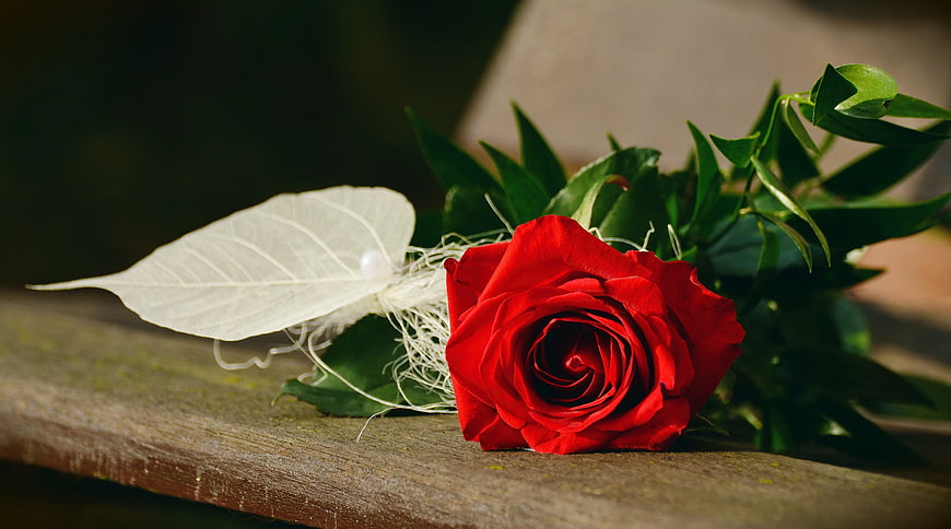 Single Red Rose on Wooden Surface with White Leaf