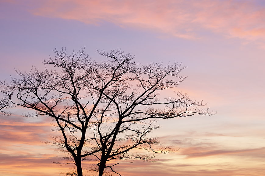 Silhouette of Bare Tree Against Pink and Orange Sunset Sky
