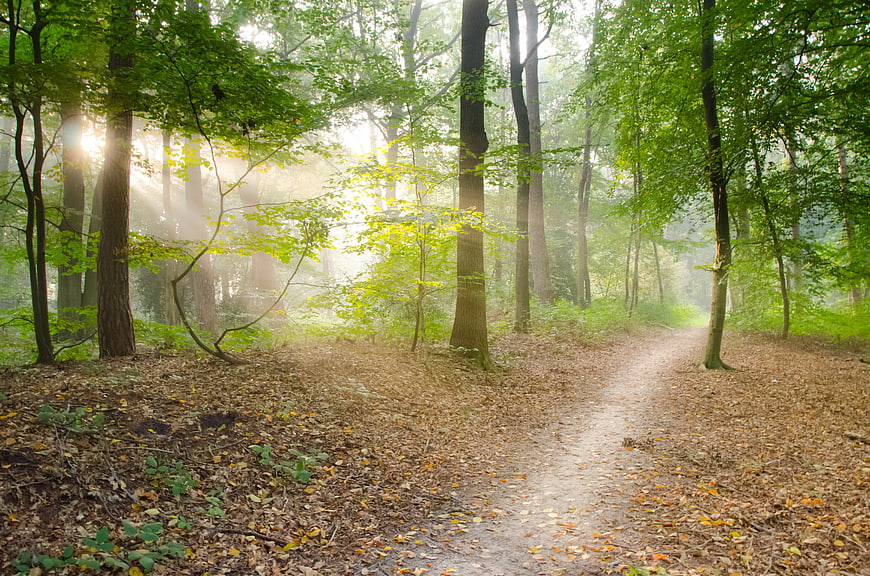 Sunlit Forest Path with Morning Mist and Green Trees