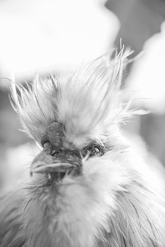 Close-up portrait of a Silkie chicken with fluffy mohawk feathers