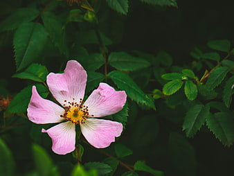 Close-up of a pink wild rose bloom with green leaves