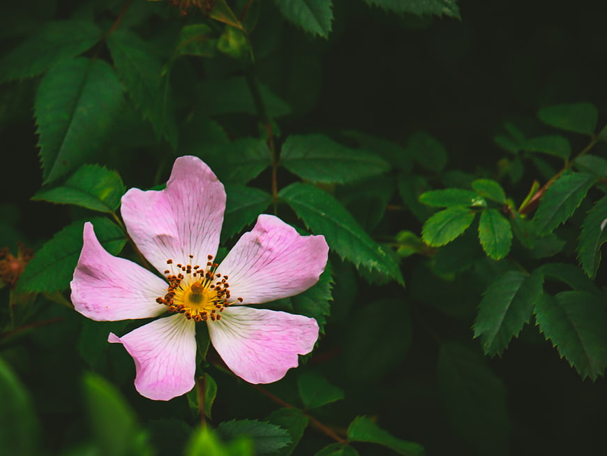 Close-up of a pink wild rose bloom with green leaves