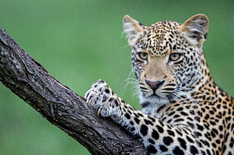 Close-up portrait of a leopard resting on a tree branch