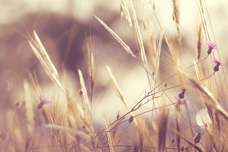 Golden wild grass and purple flowers in a sunlit field