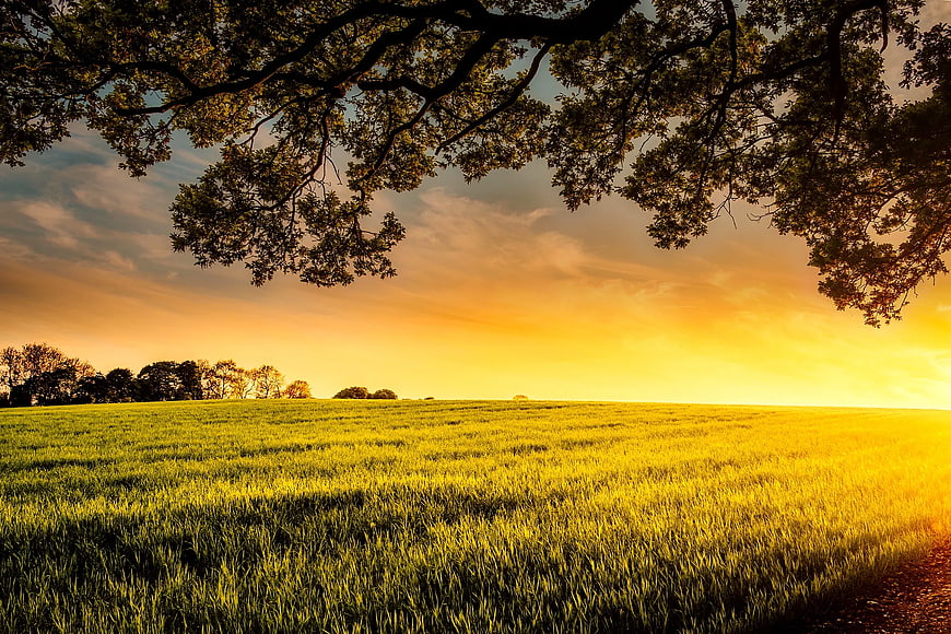 Golden Sunset Over Green Wheat Field with Tree Branches