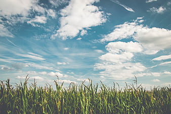 Green Cornfield Under Blue Sky with White Clouds