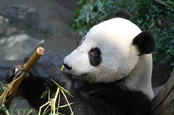 Cute Giant Panda Eating Bamboo in Natural Habitat