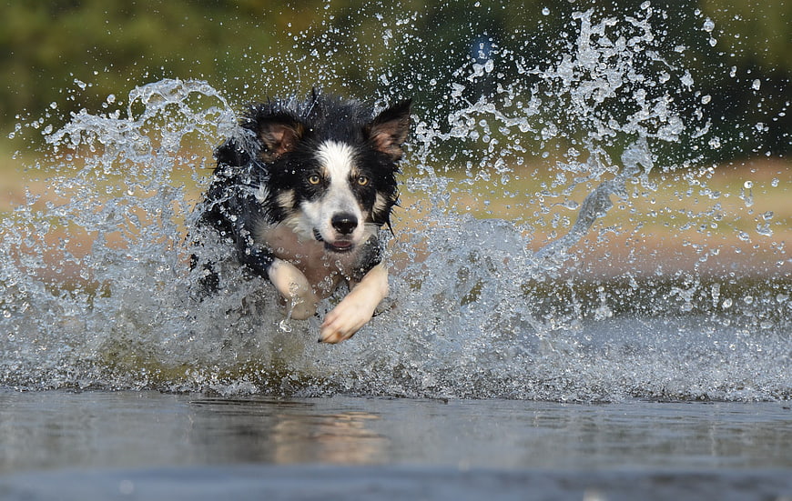 Energetic Border Collie Running Through Shallow Water Splash