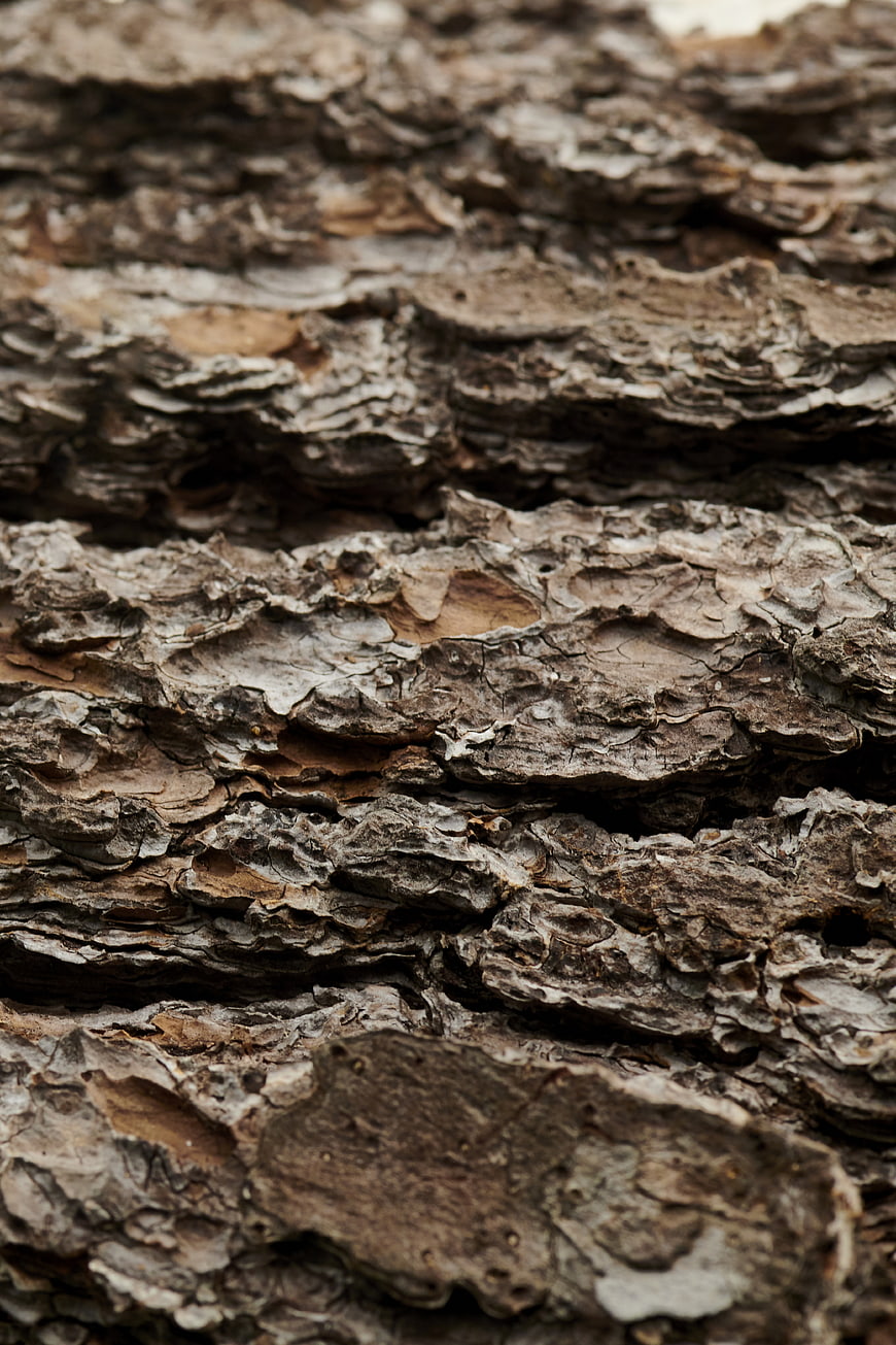 Close-up of rough textured tree bark surface