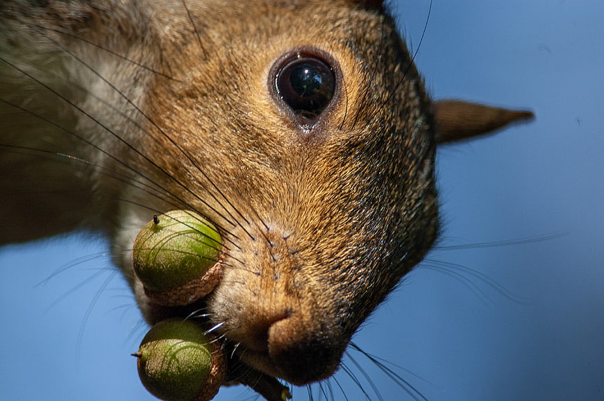 Close-up of squirrel holding acorns against blue sky